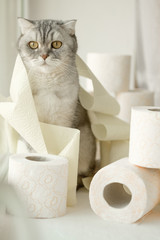  lonely somber gray striped young cat sits on windowsill with rolls of toilet paper. concept stay home, the effect of coronovirus on animals, quarantined entertainment, where did the toilet paper go.