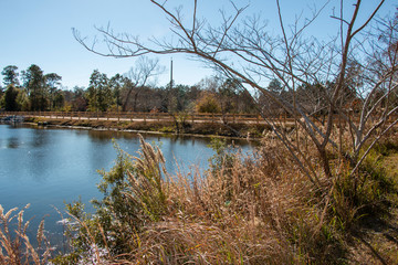 trees around lake pond with blue sky background in the country