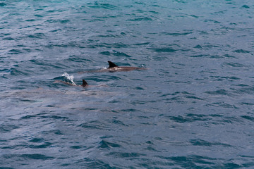 watching dolphins in blue water at tropical island, Maldives