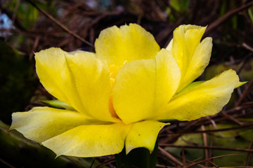 Prickly Pear Cactus