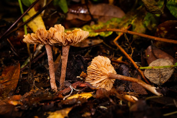 Mushrooms in forest