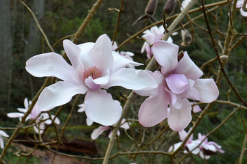 Magnolia Blossom Pair 02