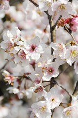 桜　鹿児島県出水市
