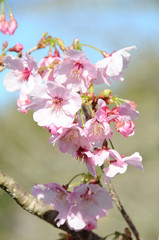 桜　鹿児島県出水市