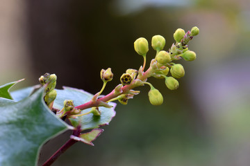 Oregon Grape Buds 02