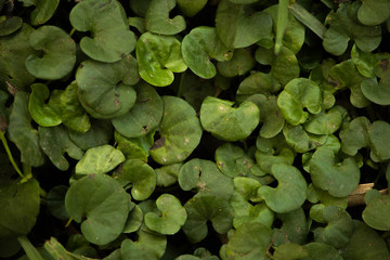 green leaves of clover 4