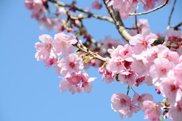 Obraz premium 桜 鹿児島県出水市