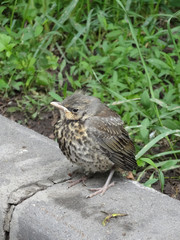 young chick of a thrush of fieldfare sits on a concrete border on a blurry background