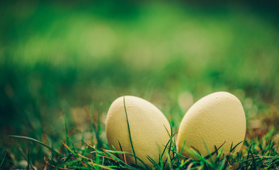 easter eggs in grass