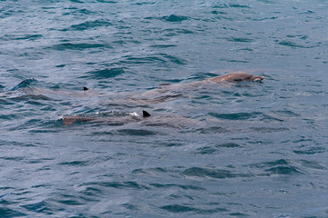 Obraz premium watching dolphins in blue water at tropical island, Maldives