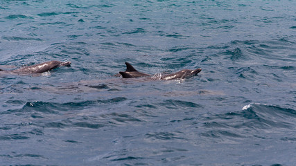Fototapeta premium watching dolphins in blue water at tropical island, Maldives