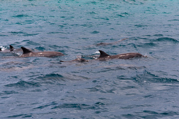 Fototapeta premium watching dolphins in blue water at tropical island, Maldives