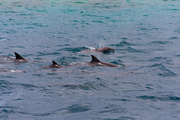 watching dolphins in blue water at tropical island, Maldives