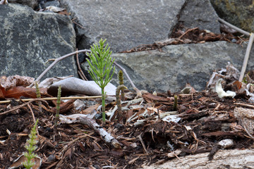 Horsetail Fern Sprout 01