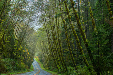 Hoh Rain Forest