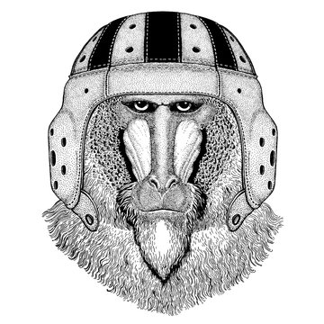 Monkey, ape, baboon. Portrait of animal wearing rugby helmet