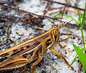 grasshopper