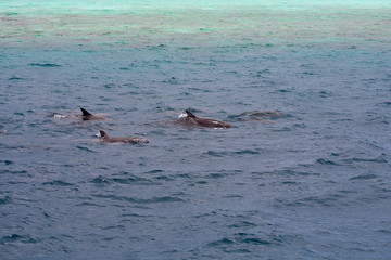 Fototapeta premium watching dolphins in blue water at tropical island, Maldives
