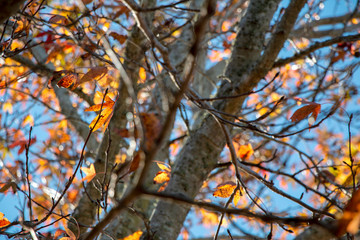 Sweet gum tree with yellow orange fall leaves with blue sky background