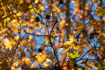 Sweet gum tree with yellow orange fall leaves with blue sky background