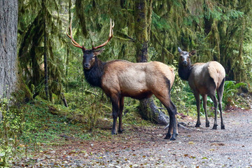 Roosevelt Elk