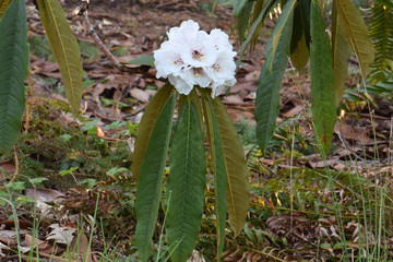 Rhododendron Arboreum 09