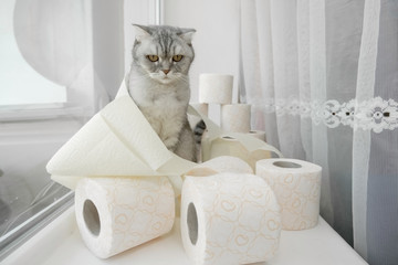 .A lonely somber gray striped young cat sits on a windowsill with rolls of toilet paper. The concept of self-isolation, stay home, the effect of coronovirus on animals, quarantined entertainment