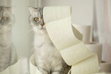  lonely somber gray striped young cat sits on windowsill with rolls of toilet paper. concept stay...
