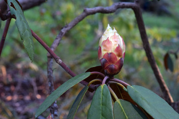 Lemon Rhododendron Bud 03