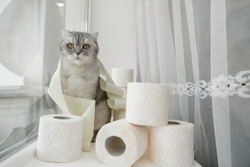  lonely somber gray striped young cat sits on windowsill with rolls of toilet paper. concept stay home, the effect of coronovirus on animals, quarantined entertainment, where did the toilet paper go.