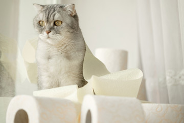  lonely somber gray striped young cat sits on windowsill with rolls of toilet paper. concept stay home, the effect of coronovirus on animals, quarantined entertainment, where did the toilet paper go.