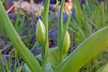 Emperor Tulip Bud 02