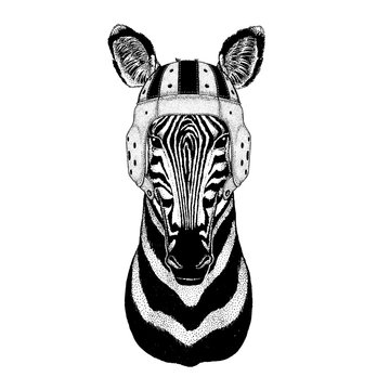 Zebra. Portrait of animal wearing rugby helmet
