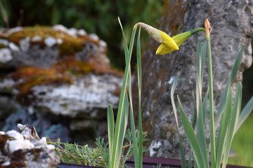Two Daffodils 05