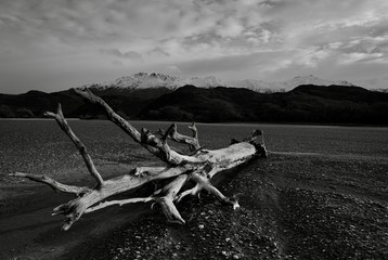 water, beach, sea, tree, sky, landscape, lake, nature, coast, sand, boat, ocean, shore, clouds, sunset, wood, blue, river, driftwood, dead, sun, island, summer, travel, tropical