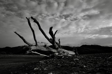 tree, sunset, sky, sea, beach, nature, water, landscape, silhouette, ocean, desert, dead, sun, blue, coast, cloud, lake, summer, travel, wood, dusk, horizon, sand, trees, red
