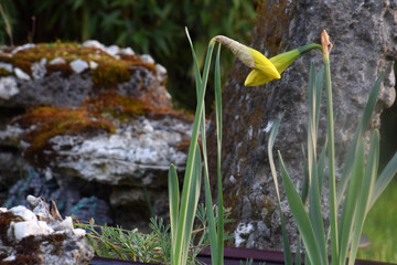 Two Daffodils 06