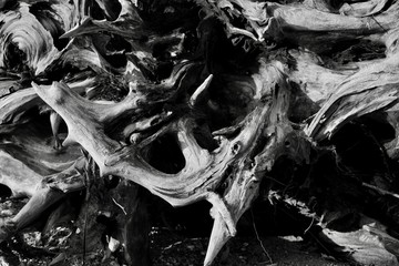 leaves, tree, nature, texture, autumn, wood, forest, leaf, abstract, dead, natural, pattern, fall, old, dry, plant, brown, roots, black, trees, root, foil, closeup, dried, stump