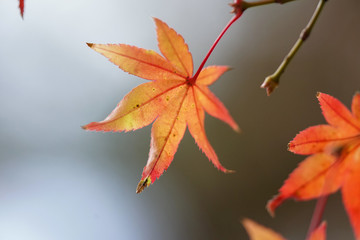 赤く色づいた日本楓の葉