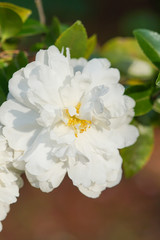 山茶花の八重の白い花