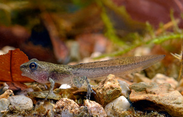 fast fertig entwickelte Springfrosch-Larve (Rana dalmatina) - juvenile Agile frog, Germany