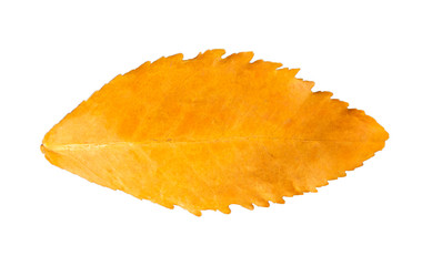  Wilted teak leaf isolated on white background