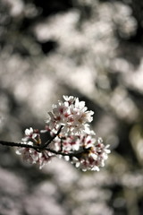  Tokyo,Japan-March 27, 2020: Cherry blossoms in full bloom at dawn in Tokyo.