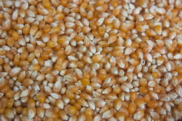 Close-up of a bowl of raw popcorn
