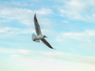 seagulls fly over the sea sunny weather