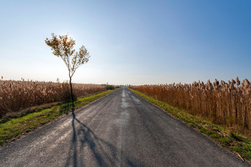 Autumn road on the Great Hungarian Plain