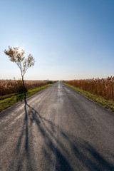 Fototapeta na wymiar Autumn road on the Great Hungarian Plain