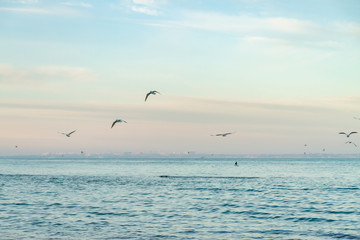 Fototapeta na wymiar seagulls fly over the sea sunny weather