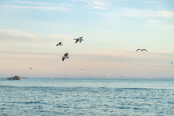 seagulls fly over the sea sunny weather