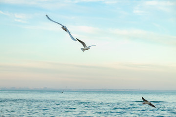 Fototapeta premium seagulls fly over the sea sunny weather 